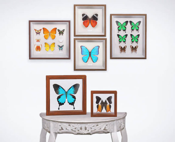 The Sims 4 Revised Butterfly Set & Recolours
